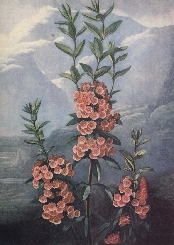 slaktet kalmia ar uintergrona buskar med vackra blommor och dekorativt finns sju arter i stra nordamerika, unknow artist